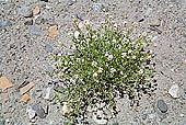 Ladakh - wild flowers